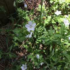 Nemophila