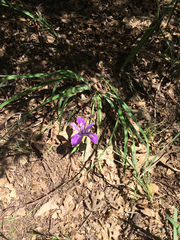 Iris hartwegii australis