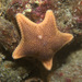 Granulosa Estrella de Dobladillo - Photo (c) Shallow Marine Surveys Group, algunos derechos reservados (CC BY-NC), uploaded by Shallow Marine Surveys Group
