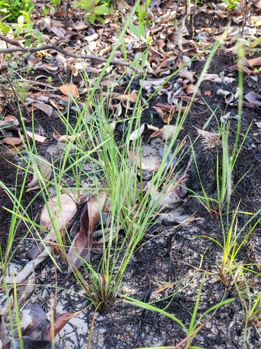 Coleataenia caricoides