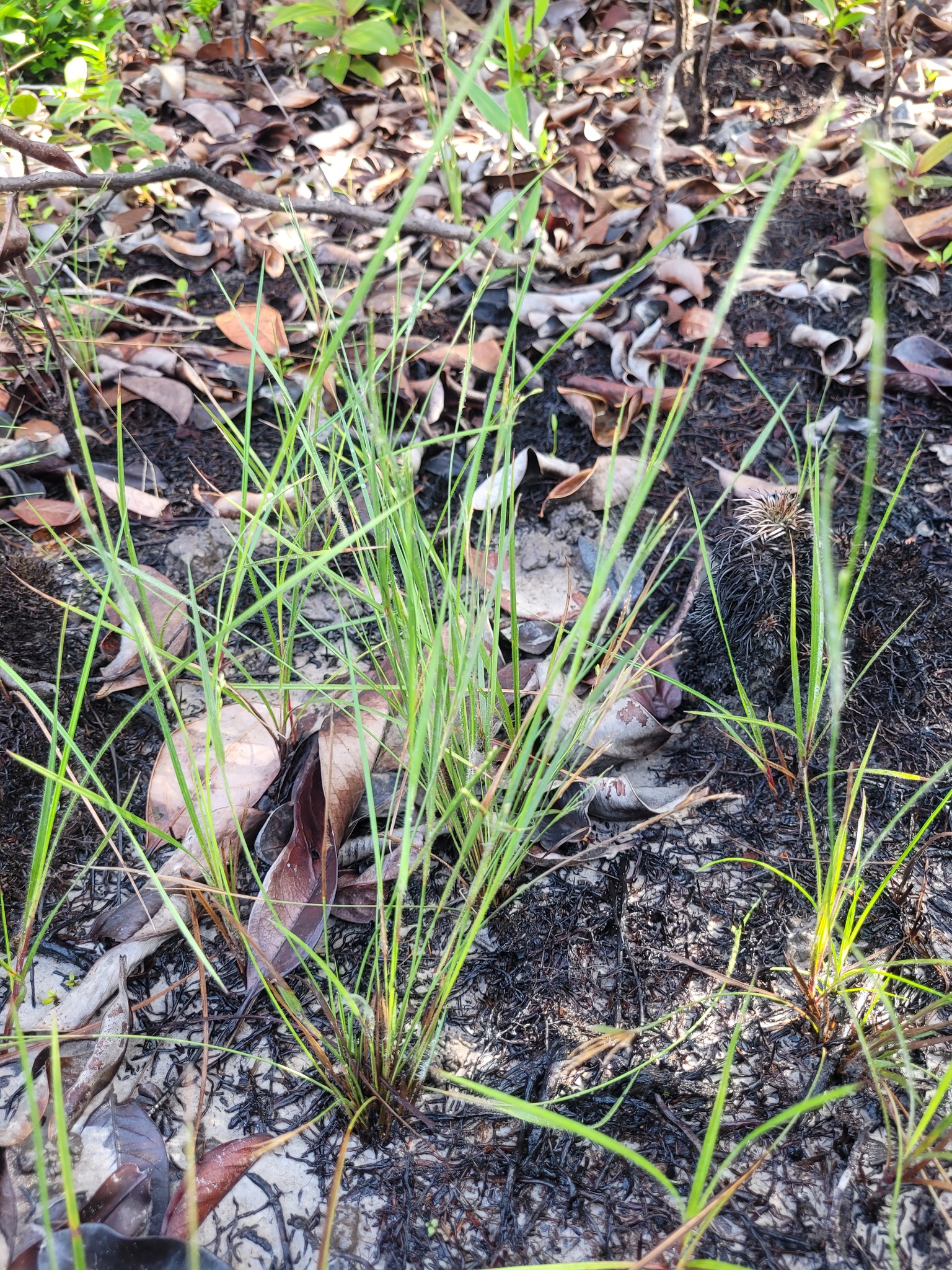 Coleataenia caricoides