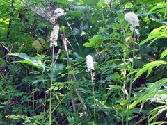 Actaea simplex