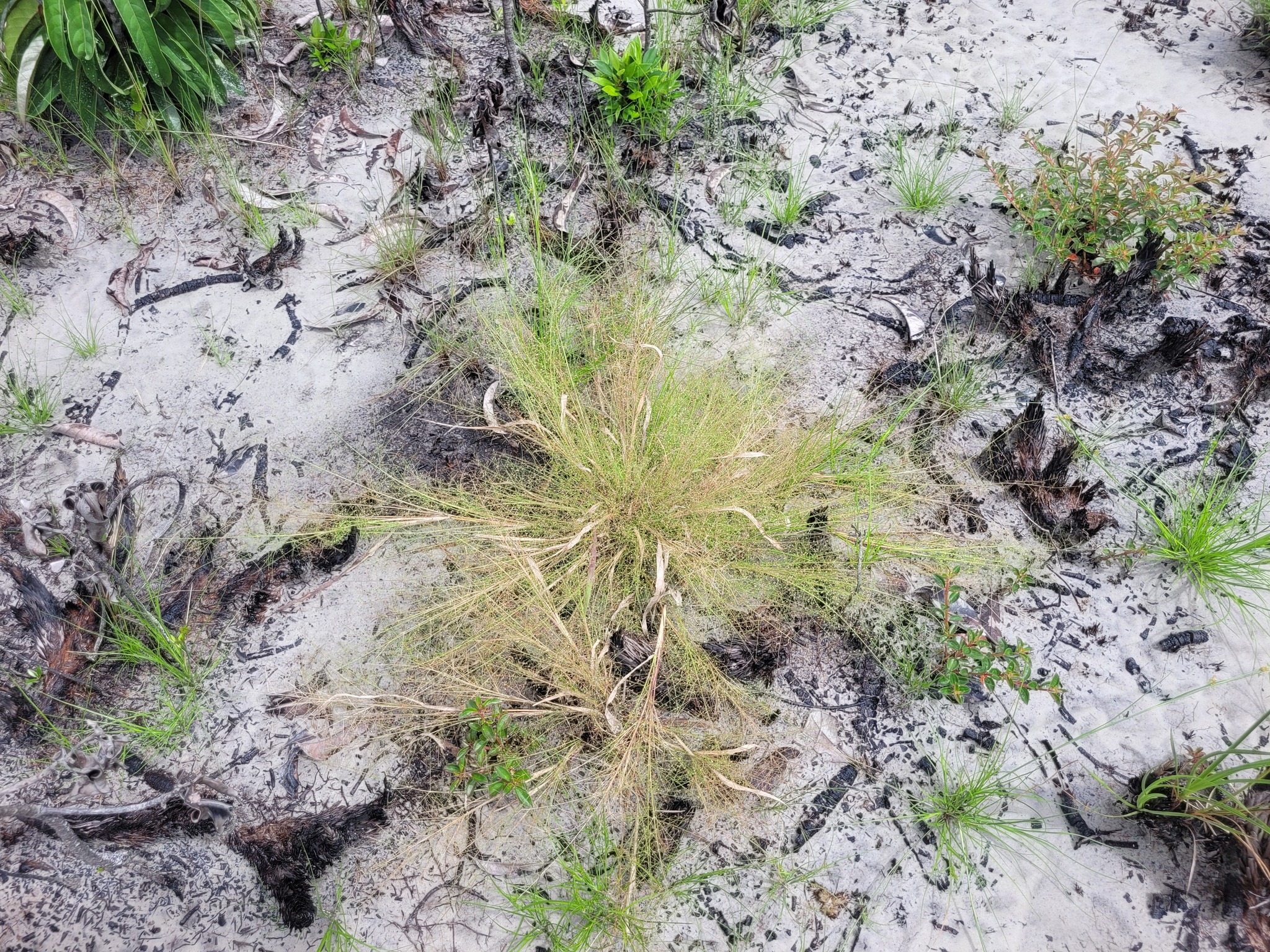 Panicum cayennense