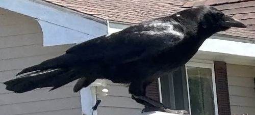 Common Raven photographed in Maine