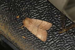 Charanyca trigrammica