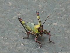 Zonocerus variegatus