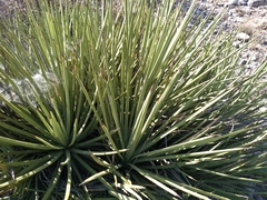 Agave striata