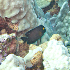 Ctenochaetus strigosus