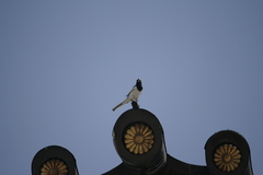 Motacilla grandis