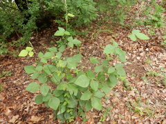 Desmodium viridiflorum