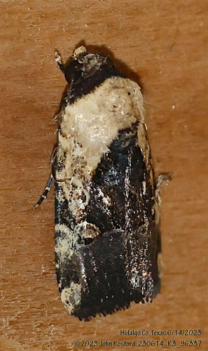 Agrotina Midget photo 3