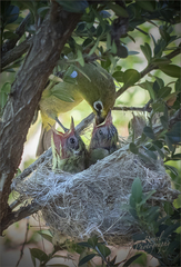 Zosterops virens virens