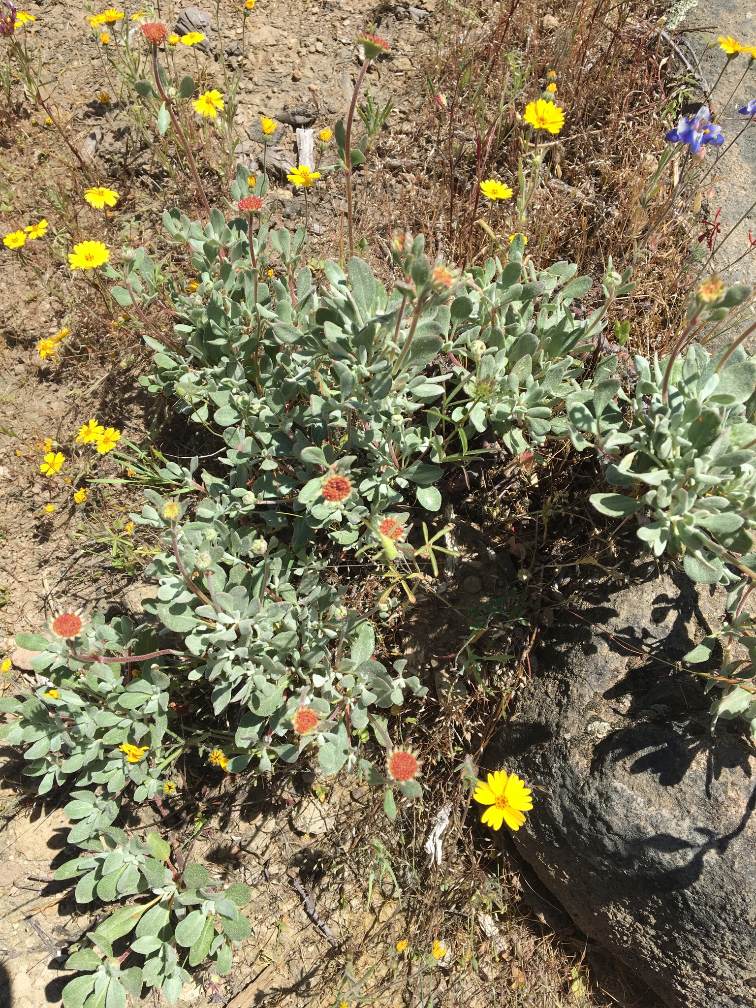 Eriogonum prattenianum