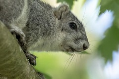 Sciurus niger cinereus