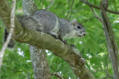 Sciurus niger cinereus