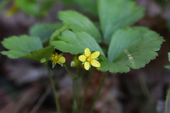 Waldsteinia fragarioides