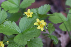 Waldsteinia fragarioides