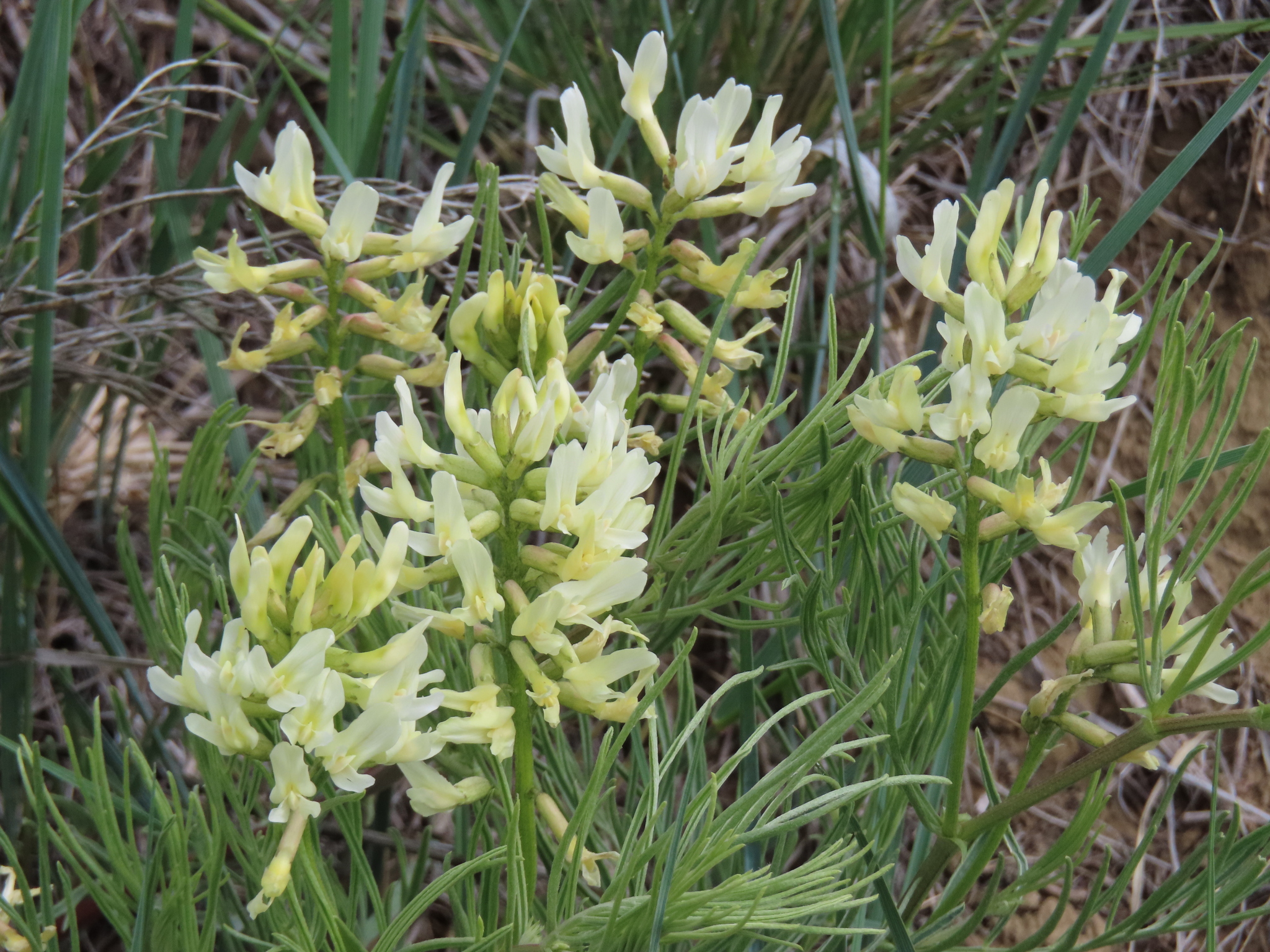 Astragalus pectinatus