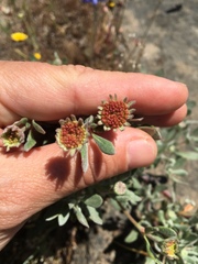Eriogonum prattenianum