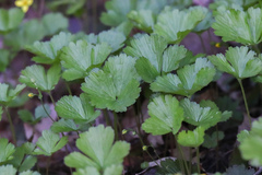 Waldsteinia fragarioides