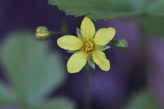 Waldsteinia fragarioides