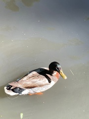 Anas platyrhynchos domesticus