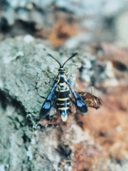 Synanthedon cephiformis
