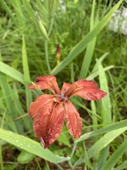 Iris fulva