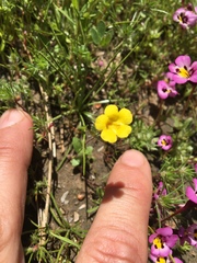 Erythranthe pulsiferae