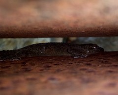 Gehyra mutilata