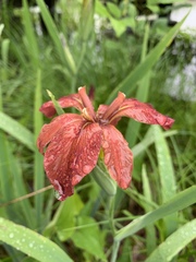 Iris fulva