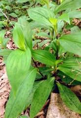 Tricyrtis