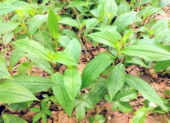 Tricyrtis