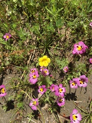 Erythranthe pulsiferae