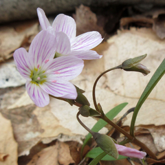Claytonia