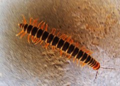 Diplopoda