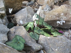 Cyclamen creticum