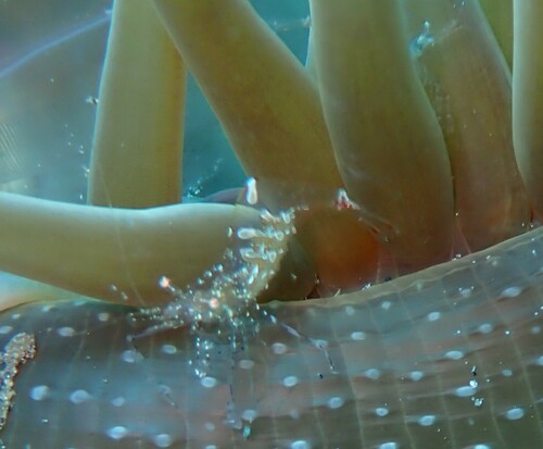 crystal prawn