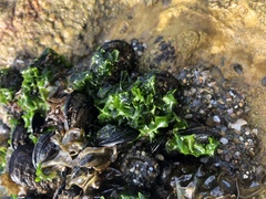 Ulva californica