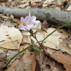 Claytonia