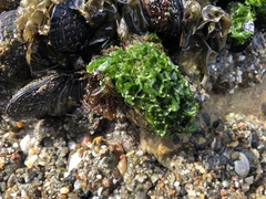 Ulva californica