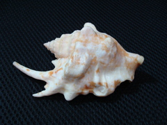 Latissistrombus taurus