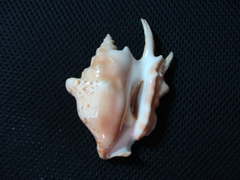 Latissistrombus taurus