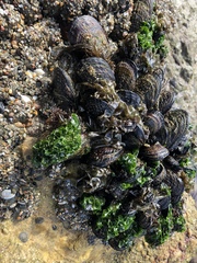 Ulva californica