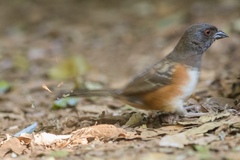 Pipilo maculatus socorroensis