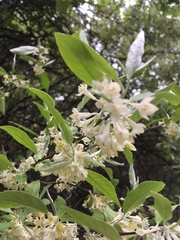 Elaeagnus umbellata