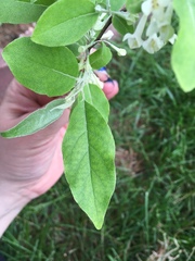 Elaeagnus umbellata