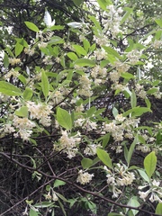 Elaeagnus umbellata