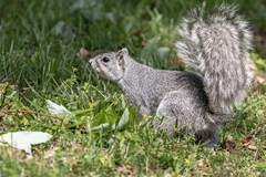 Sciurus niger cinereus