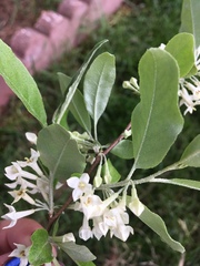 Elaeagnus umbellata
